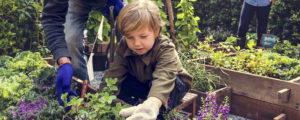 jardin potager parc résidentiel